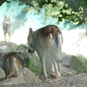 Grey wolf, September 2018