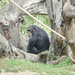 Chimpanzee, September 2018