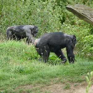 Chimpanzee, September 2018