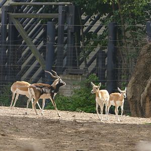 Blackbuck, September 2018