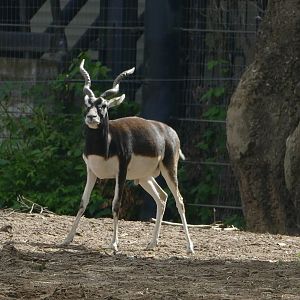 Blackbuck, September 2018