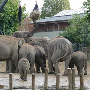 Asian elephants, September 2018