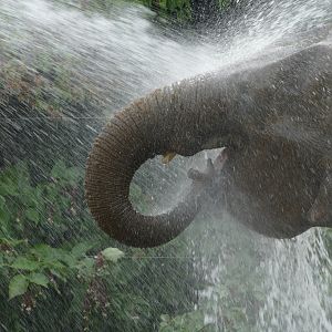 Asian elephant, September 2018