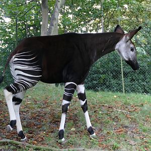 Okapi #1, September 2018