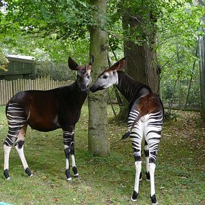 Okapi, September 2018