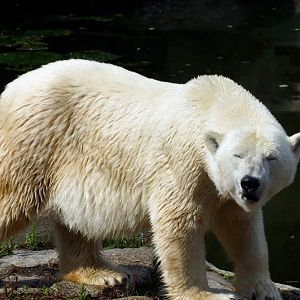 Polar Bear