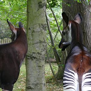 Okapi, September 2018