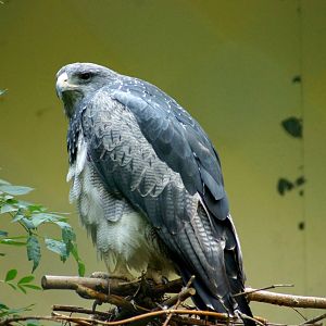 Black Chested Buzzard