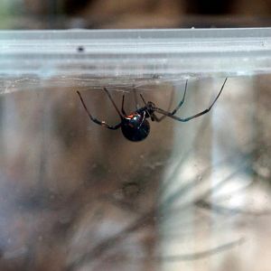 Black Widow Spider
