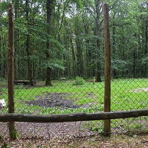 Arctic Wolf Enclosure at Pescheray, 13/06/18