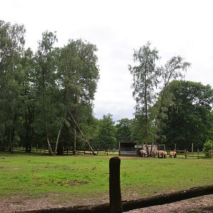 Przewalski's Horse Enclosure at Pescheray, 13/06/18