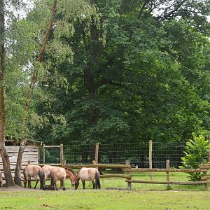 Przewalski's Horses at Pescheray, 13/06/18
