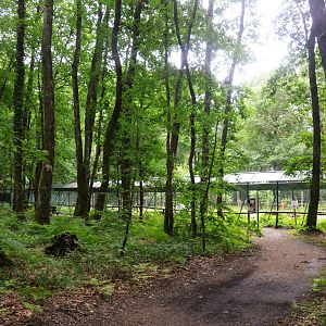 Barbary Macaque Enclosure at Pescheray, 13/06/18