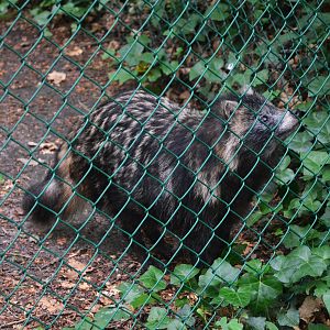 Raccoon Dog at Pescheray, 13/06/18