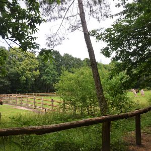 European Bison Enclosure at Pescheray, 13/06/18