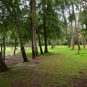 Walkthrough Paddock (Fallow Deer/Mouflon, with Axis separated elsewhere)at Pescheray, 13/06/18