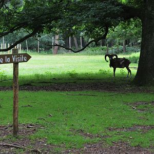 Mouflon in the Walkthrough Paddock at Pescheray, 13/06/18