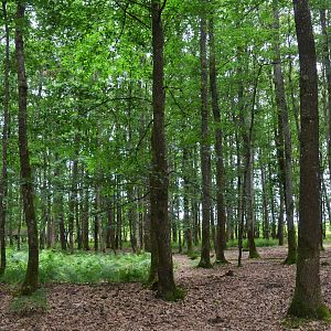 Roe Deer Enclosure at Pescheray, 13/06/18