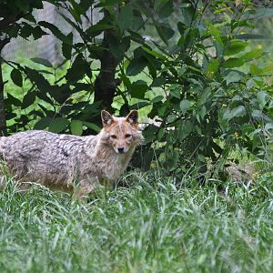 European Golden Jackal at Pescheray, 13/06/18