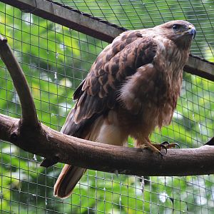 Rough-legged Buzzard at Pescheray, 13/06/18