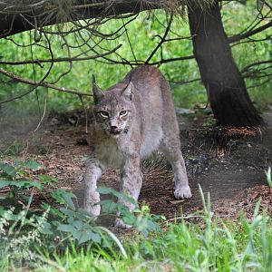 European Lynx at Pescheray, 13/06/18