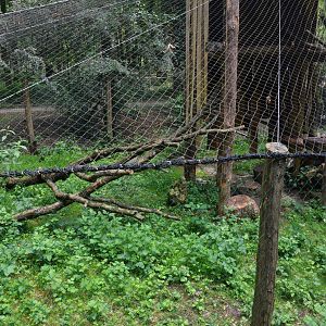 European Wildcat Enclosure at Pescheray, 13/06/18