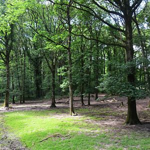 European Wolf Enclosure at Pescheray, 13/06/18