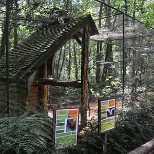 Barn Owl/Golden Pheasant Aviary at Pescheray, 13/06/18