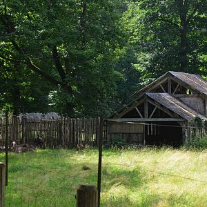 Moose Enclosure at Pescheray, 13/06/18