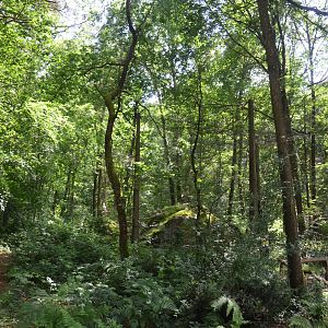 Snowy Owl Aviary in the Landscape at Pescheray, 13/06/18