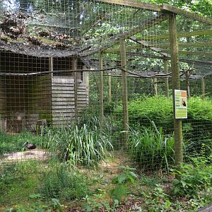 Glossy Ibis Enclosure at Pescheray, 13/06/18