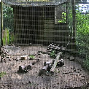 Beech Marten Enclosure at Pescheray, 13/06/18