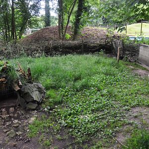 Porcupine Enclosure at Pescheray, 13/06/18