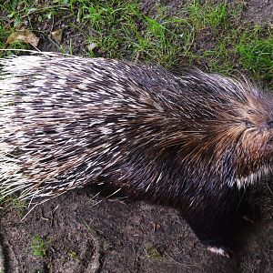 African Crested Porcupine at Pescheray, 13/06/18