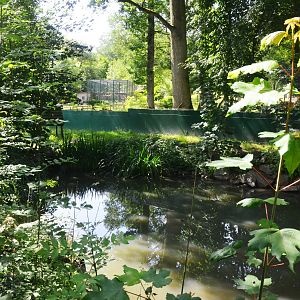 Crab-eating Raccoon Enclosure at Pescheray, 13/06/18