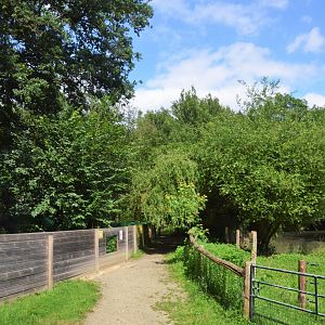Crab-eating Raccoon (L) and Brazilian Tapir (R) Viewing at Pescheray, 13/06/18