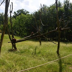 Lemur Walkthrough at Pescheray, 13/06/18