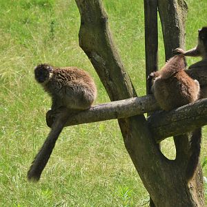 Brown ('Mayotte') Lemurs at Pescheray, 13/06/18