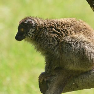 Brown ('Mayotte') Lemur at Pescheray, 13/06/18