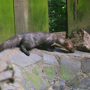 Beech Marten at Pescheray, 13/06/18