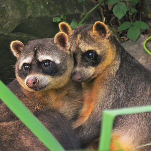 Crab-eating Raccoons at Pescheray, 13/06/18