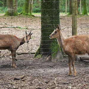 Pyrenean Chamois at Pescheray, 13/06/18