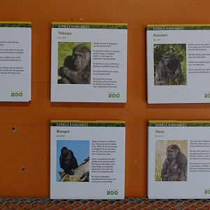 Gorilla ID signs, September 2018