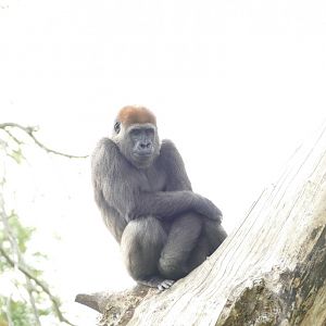 Western lowland gorilla, September 2018