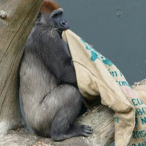 Western lowland gorilla, September 2018
