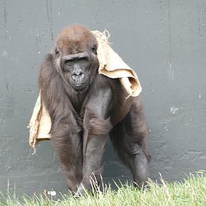 Western lowland gorilla, September 2018