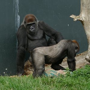 Western lowland gorilla, September 2018