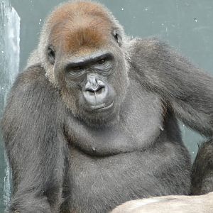 Western lowland gorilla, September 2018