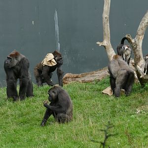 Gorillas and red-capped mangabeys, September 2018