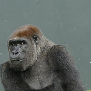 Western lowland gorilla, September 2018